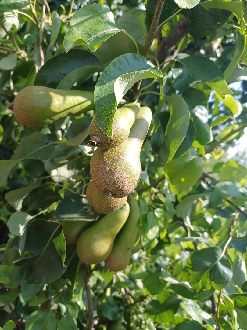 Fruitwandeling