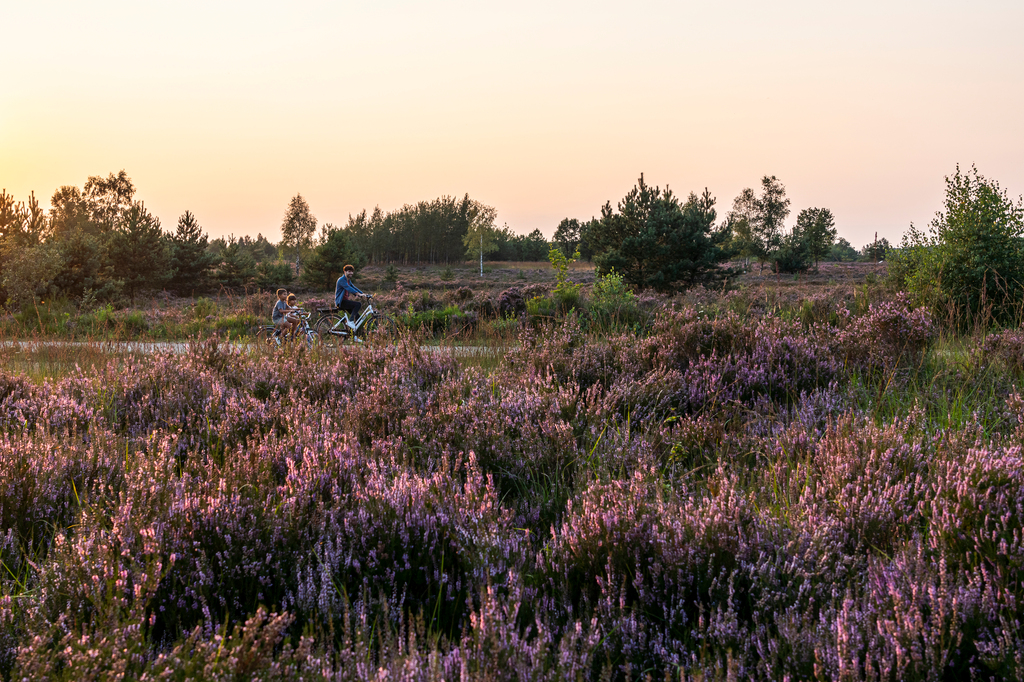 Fietsen door de Heide ©Visit Limburg - Kurt Vandeweerdt