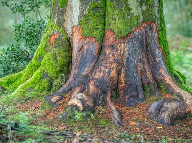 Nationaal Park Hoge Kempen