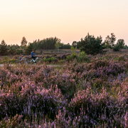 Fietsen door de Heide ©Visit Limburg - Kurt Vandeweerdt