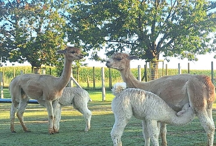 Wandelen met alpaca's